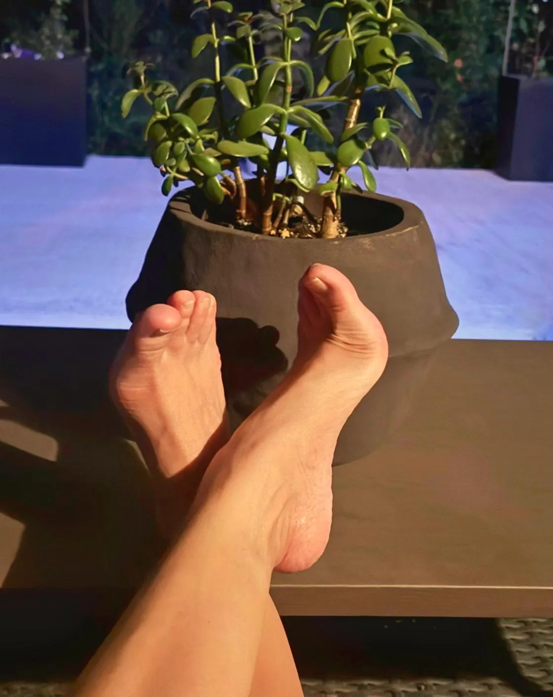 Playing Footsies with the jade plant 😜
