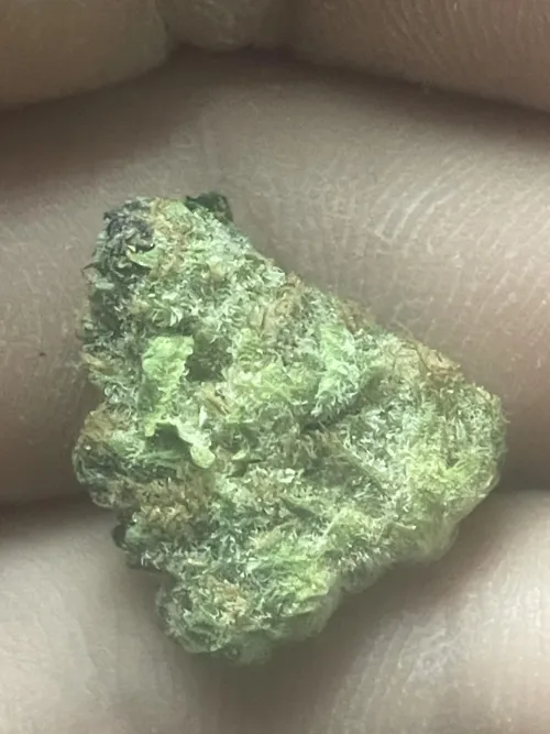 24M4F Wolcott Strictly 420