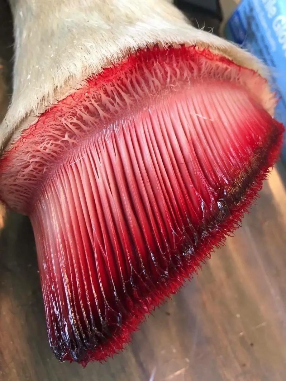 I posted the baby horse hooves the other day. I present my even worse follow up - a degloved horse hoof