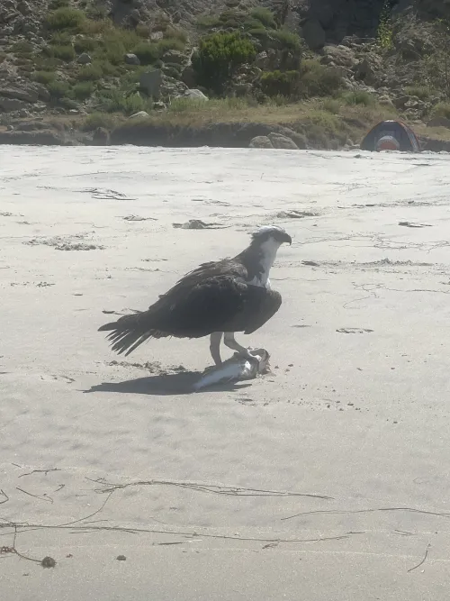 Blacks Beach gone wild