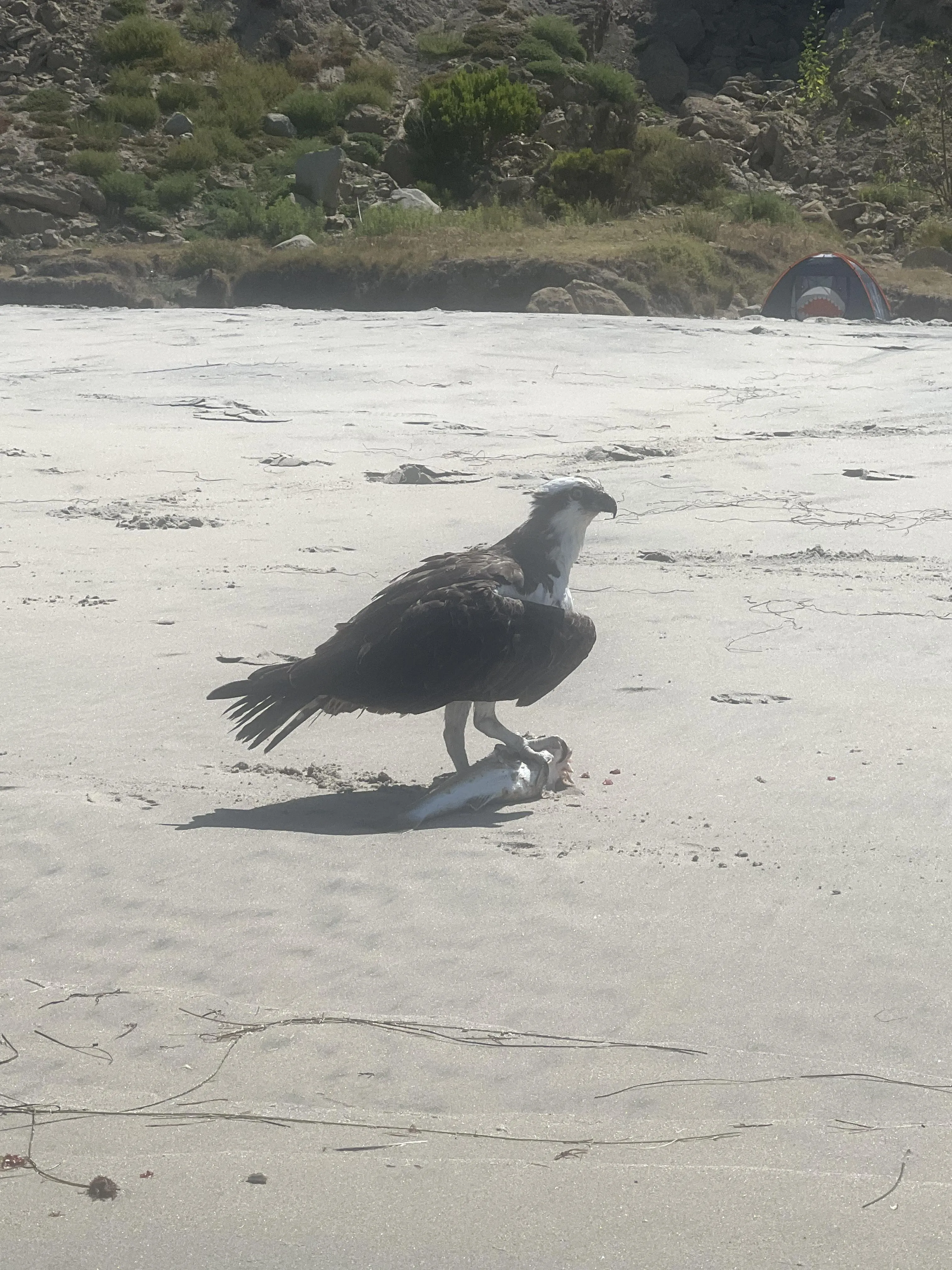 Blacks Beach gone wild