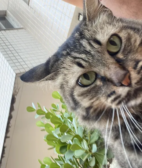 lembrei de um post na comunidade e fiz um amigo gato