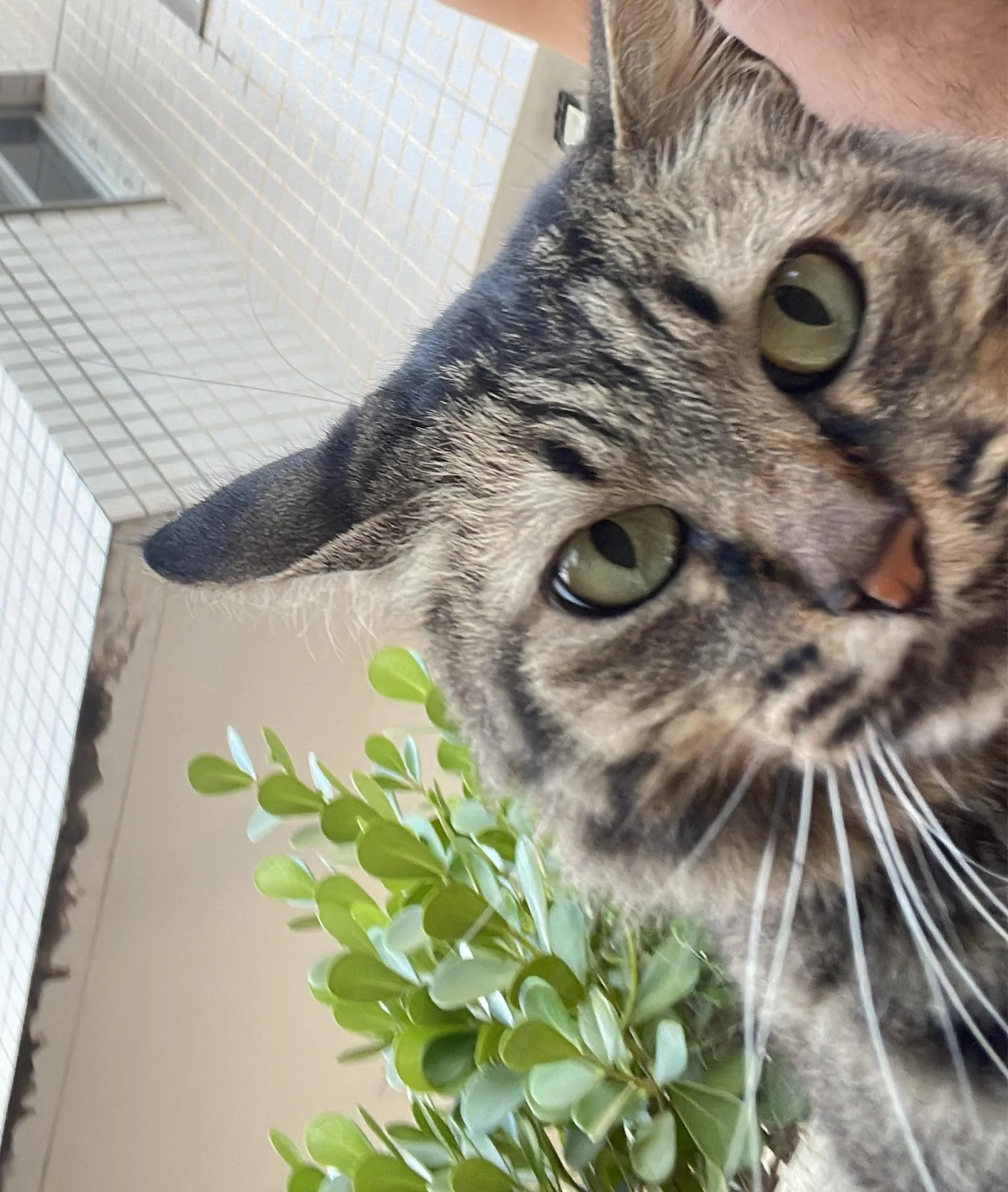 lembrei de um post na comunidade e fiz um amigo gato