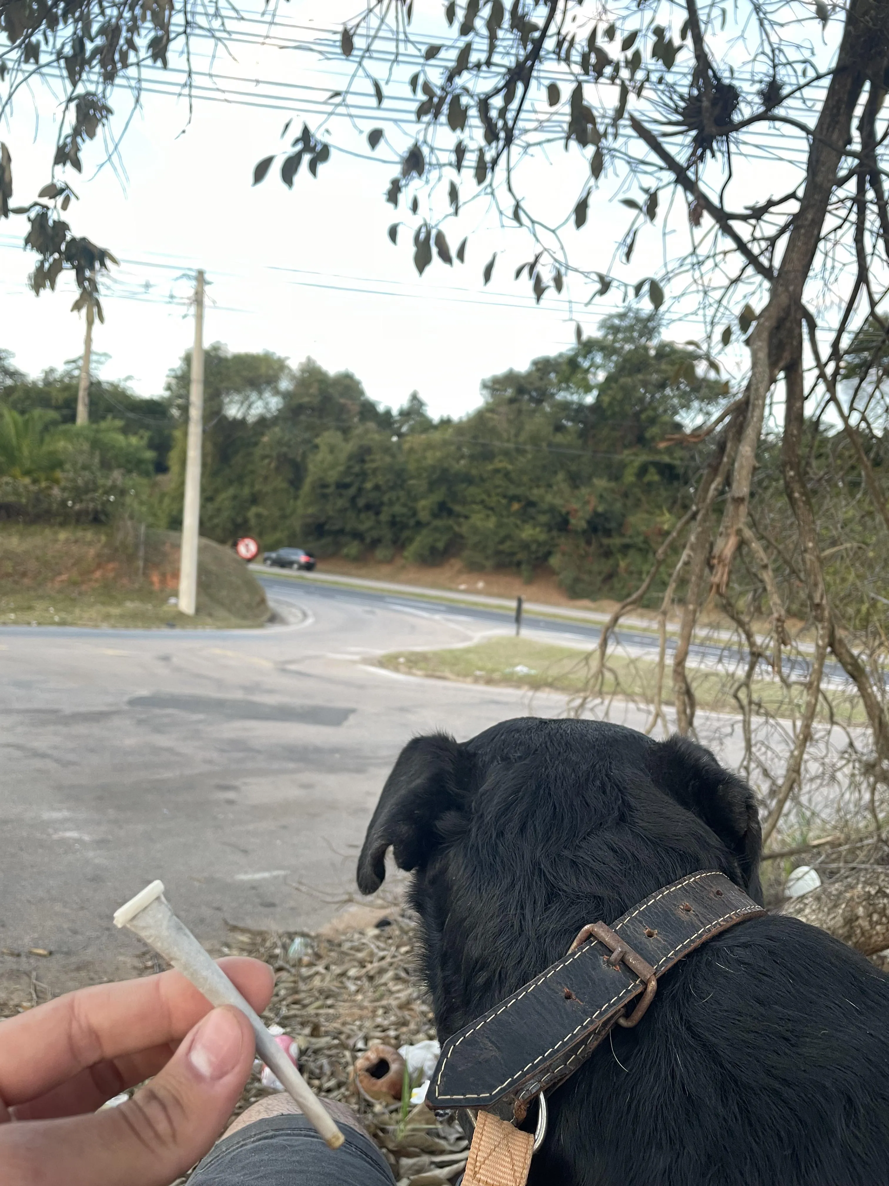 Passeio com o dog =beck