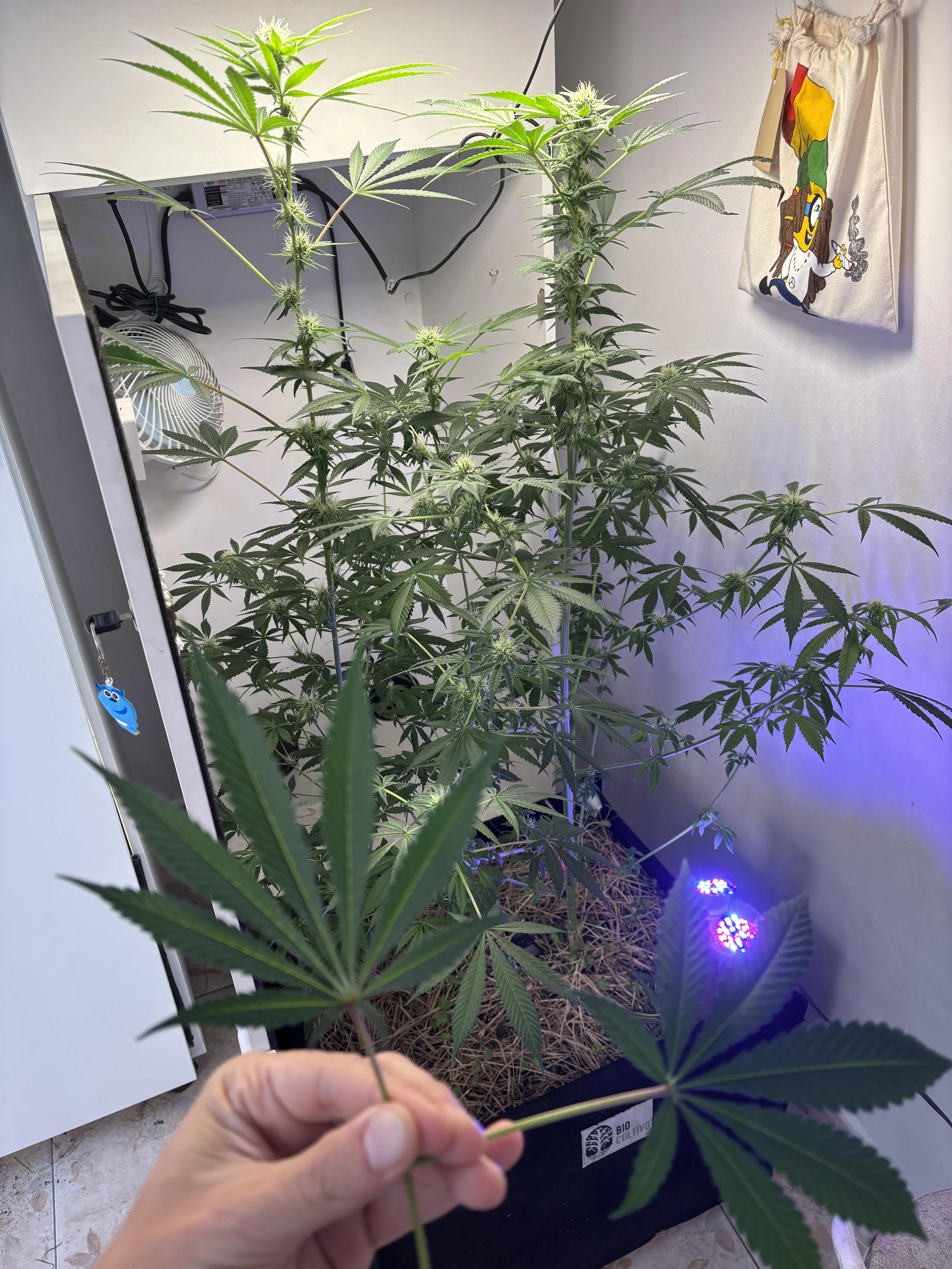 Prefere mais indica ou mais sativa?