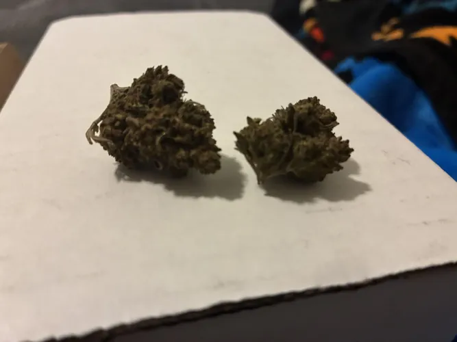 Double Durban- eighthorseshemp