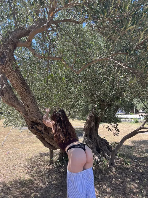 These olive trees are so pretty