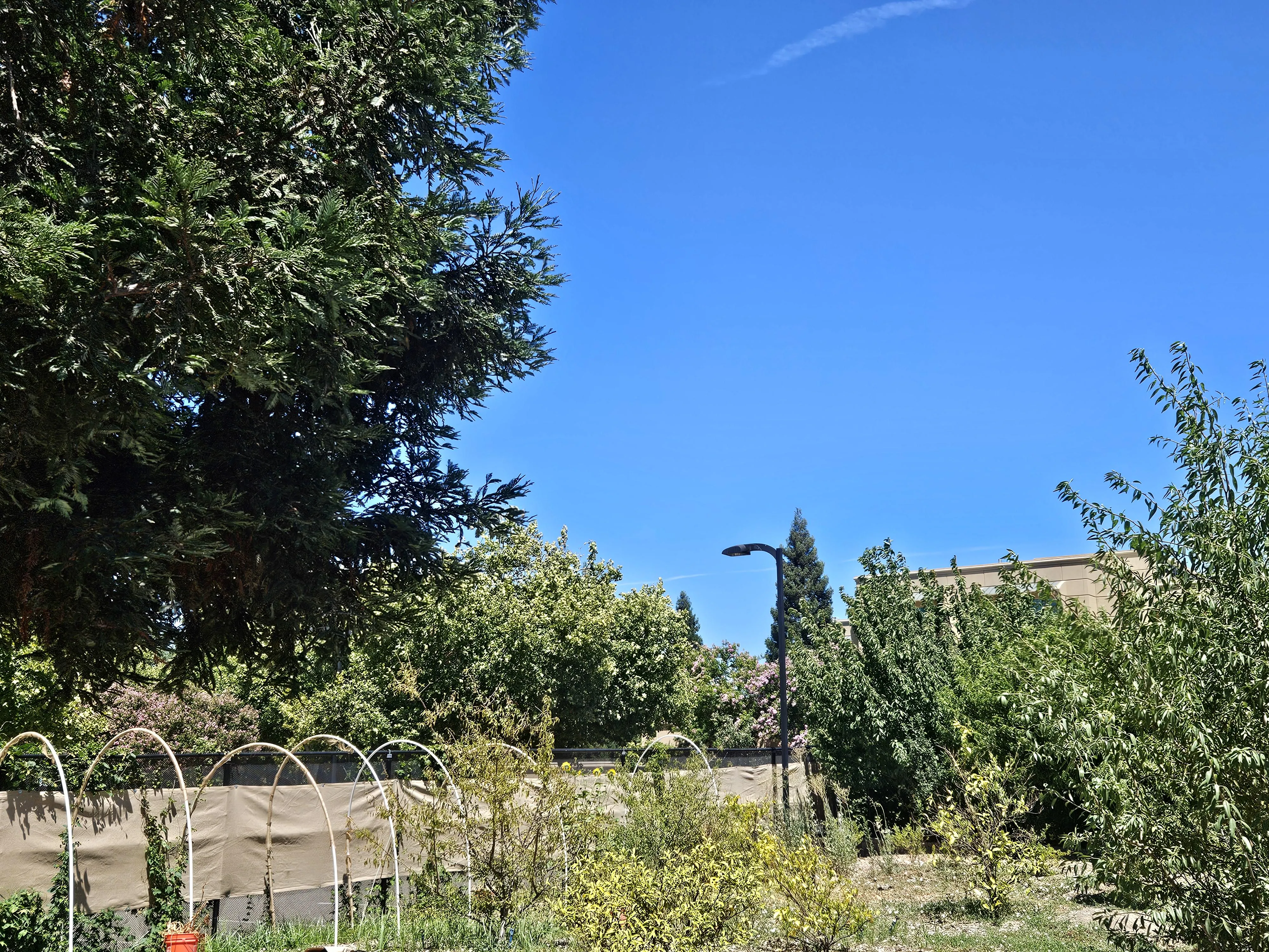 Beautiful day for a pipe in Northern CA