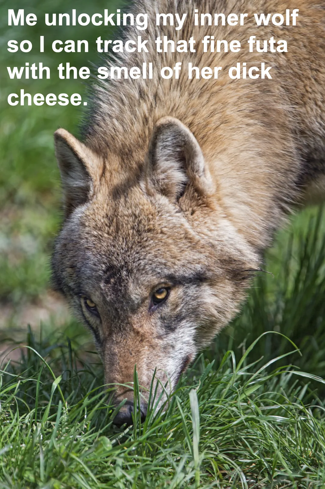 People call me the cheese sniffer