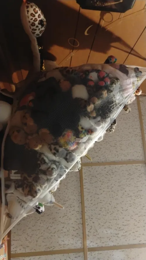 View of my plushies in bed. I think I need more!