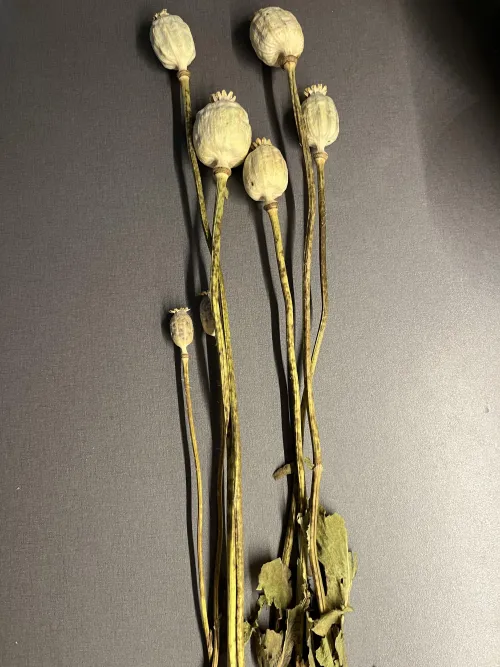 Can I make anything from these?