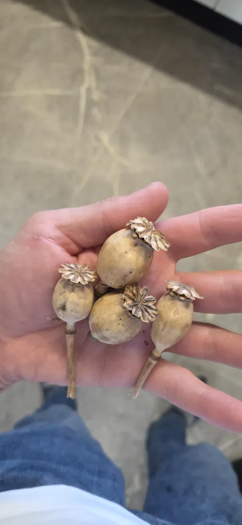 Found these in the park, are they good?