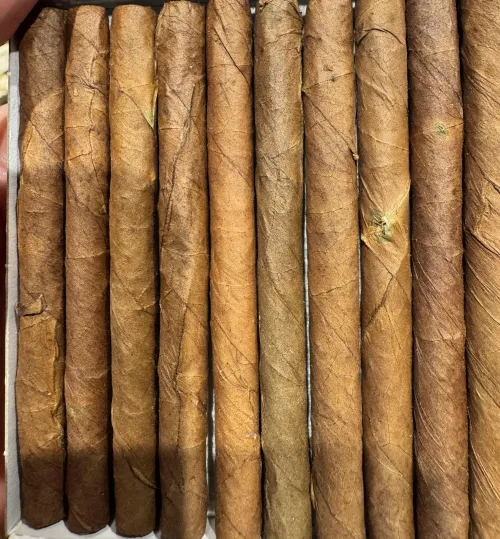 Partagas Mold