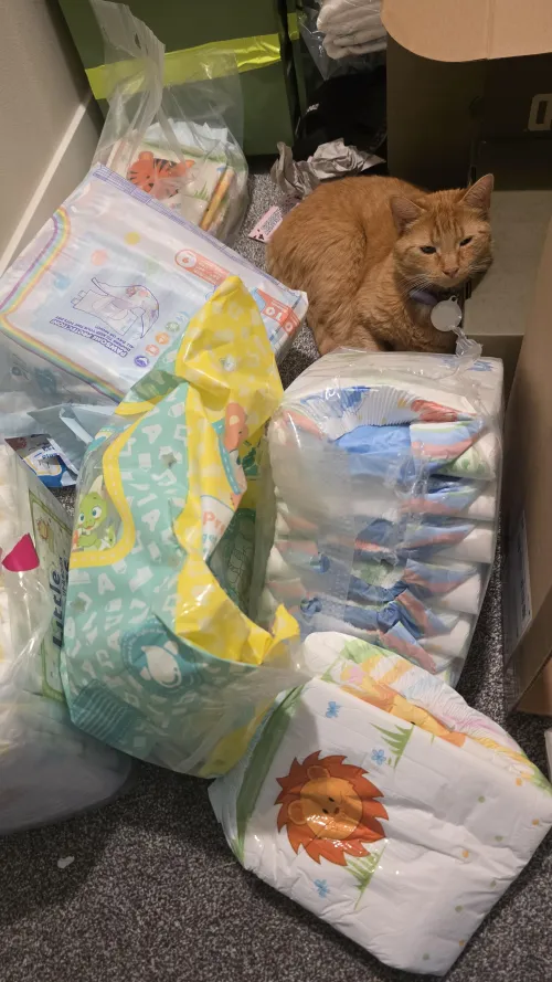 My cat Toby is just chilling with my diapers 😂