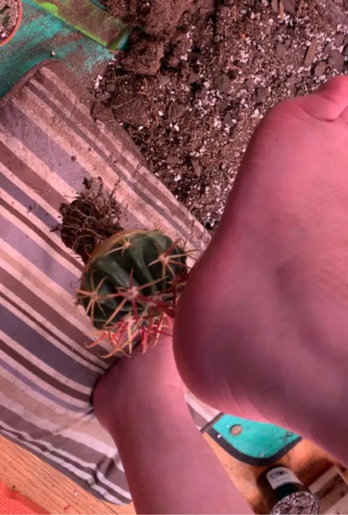 while repotting a couple cacti yesterday I stepped backwards without looking.