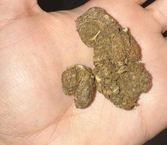 Primeiro corre de skunk