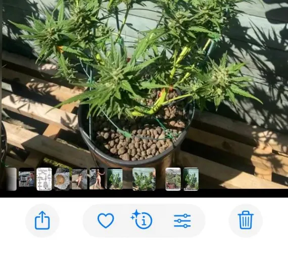 Accidentally on purpose showing my girls off to my good bud.