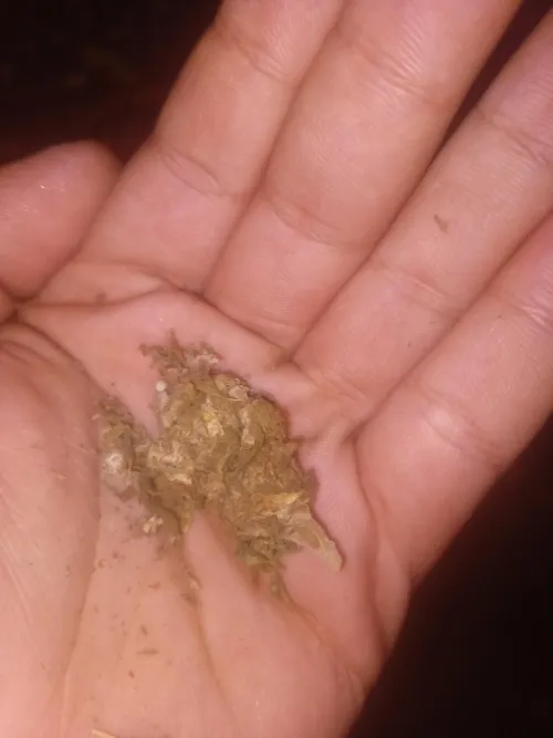 A flor de 5 não tá tão boa mais