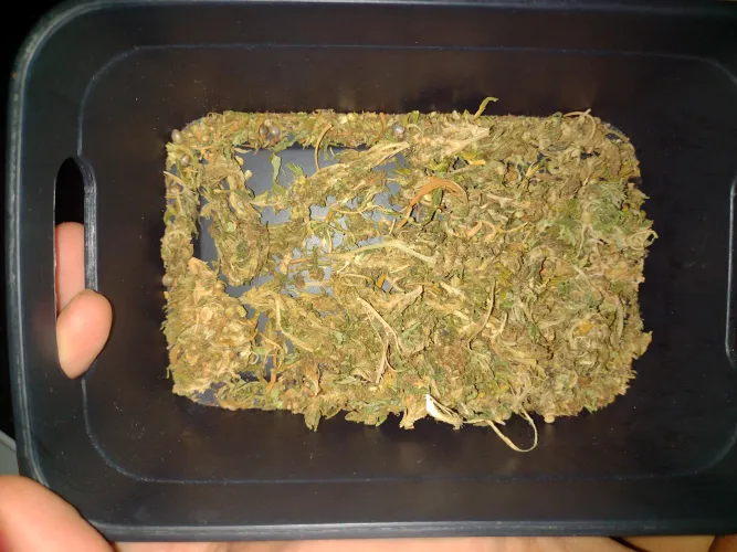 ajuda para saber a qualidade da maconha