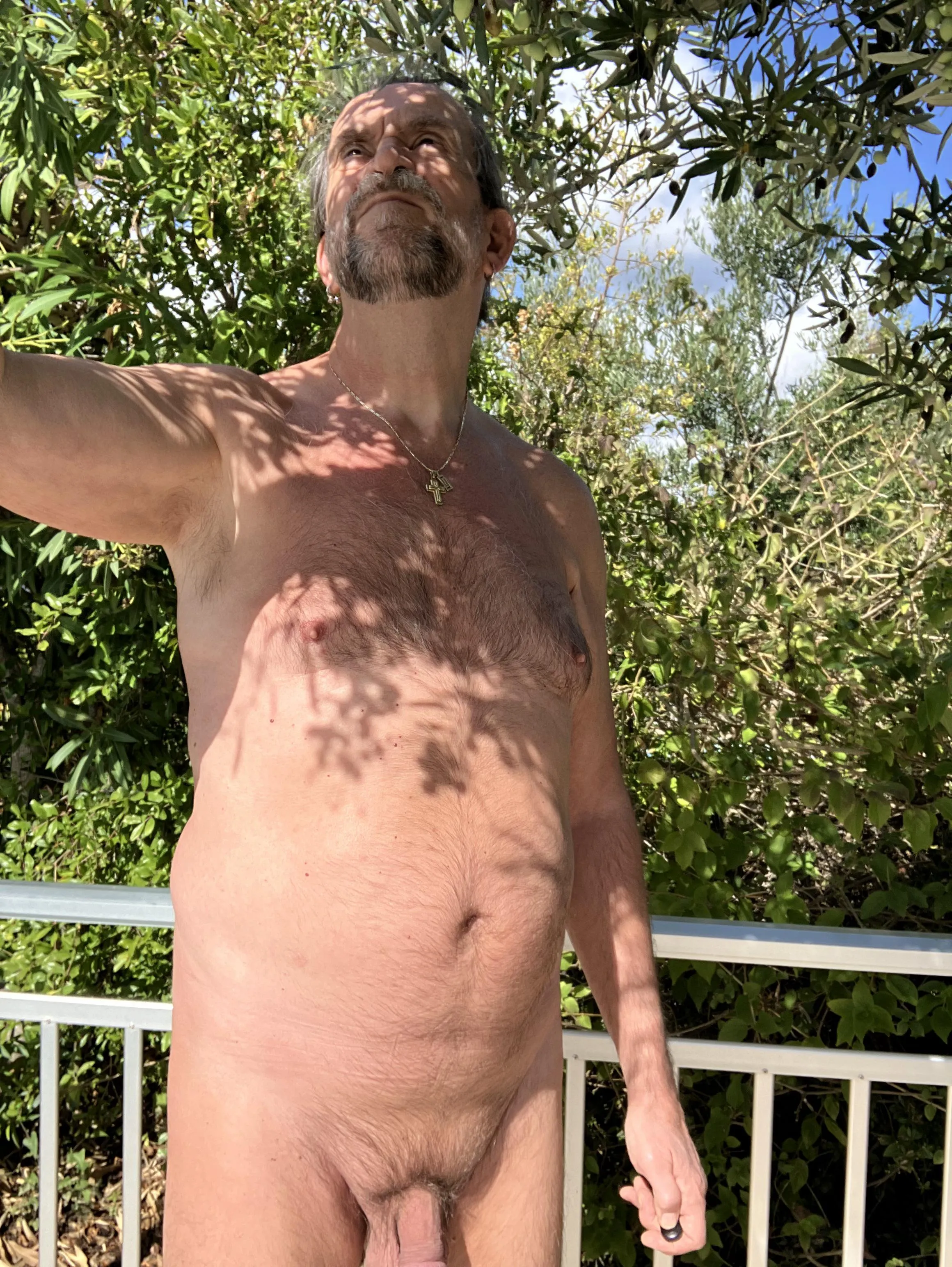 Checking the olives pre harvest