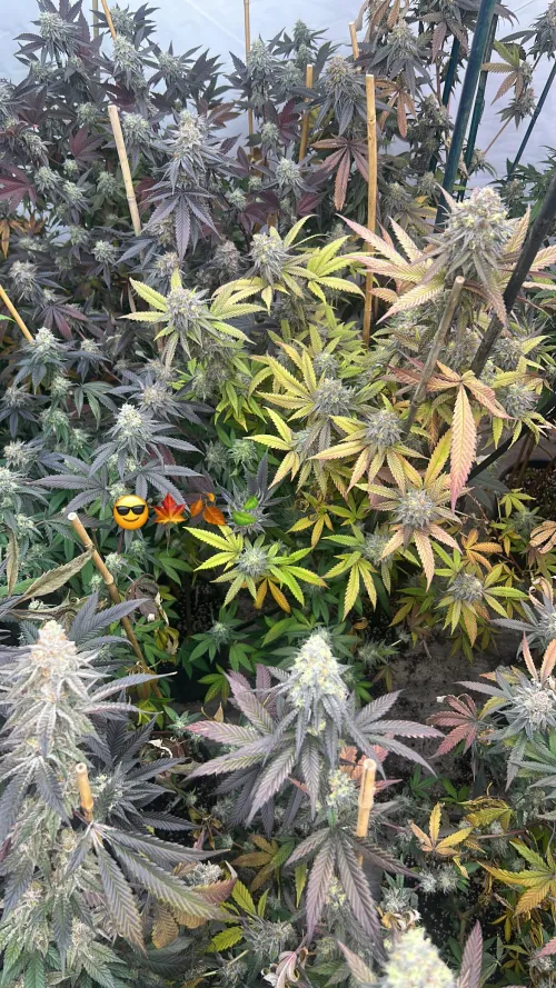 Fall foliage is the best