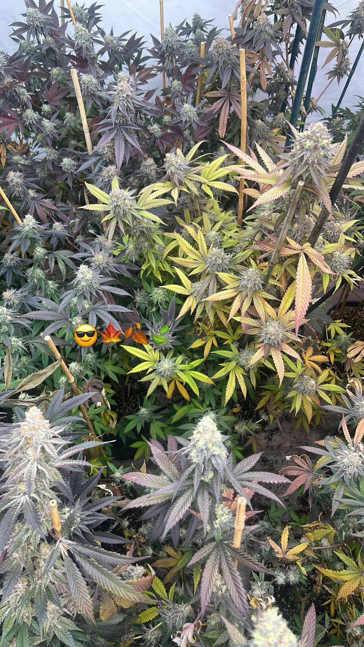 Fall foliage is the best