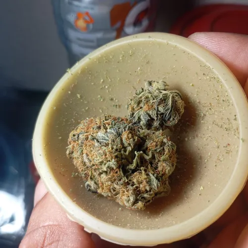 1 mês de cura, a sensação de fumar fica cada vez mais leve. Gelato do meu último cultivo