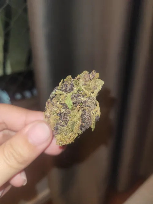 Purple haze $20 a G. Fiz bom negócio?