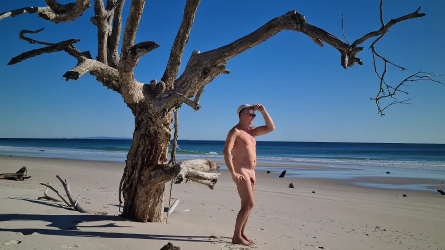 TPT magnificent dead beach tree 🌞