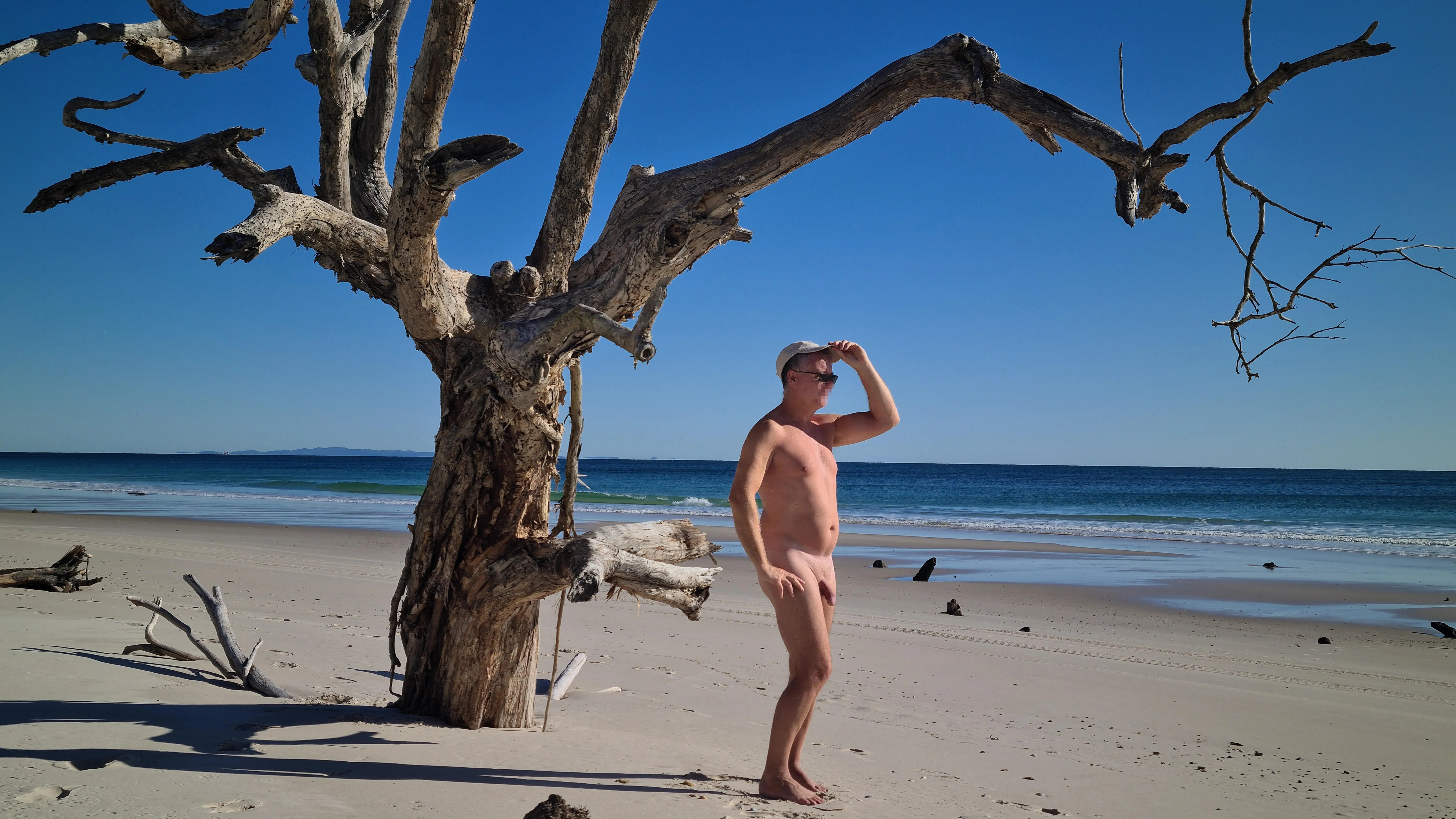 TPT magnificent dead beach tree 🌞