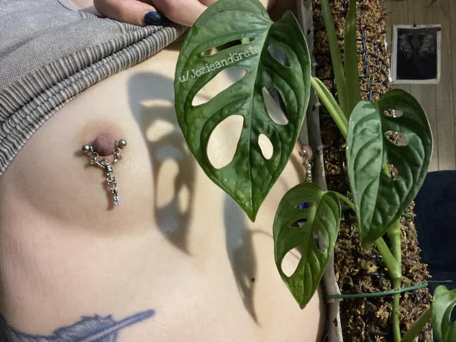 Newer leaves are still getting bigger. 🤗 I have successfully moss-poled this mf. 🤩💁🏻‍♀️