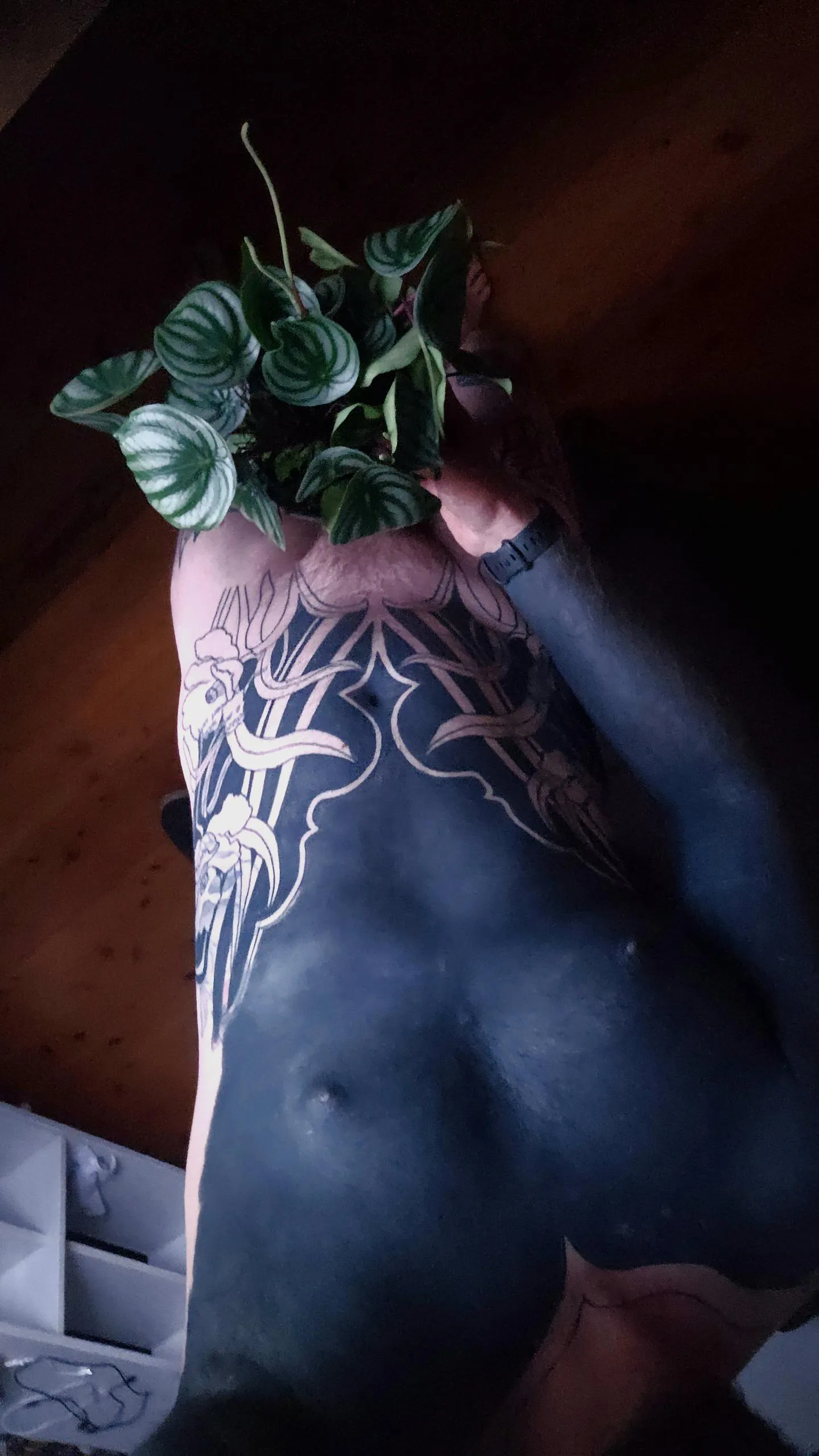 This watermelon Peperomia is getting thickk