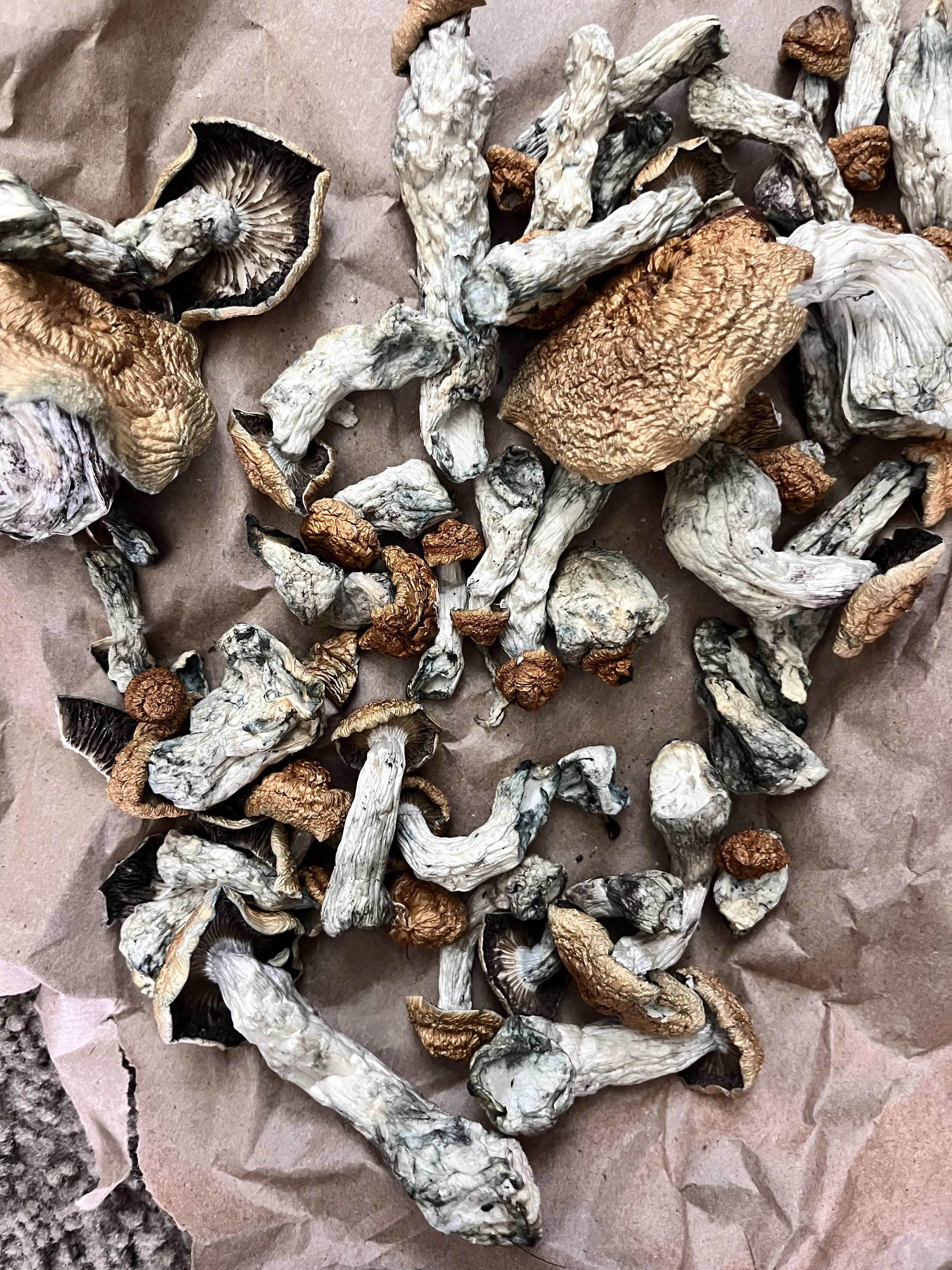 Do these look moldy or chill?