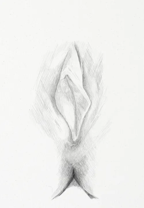 Vulva study - pencil drawing by me