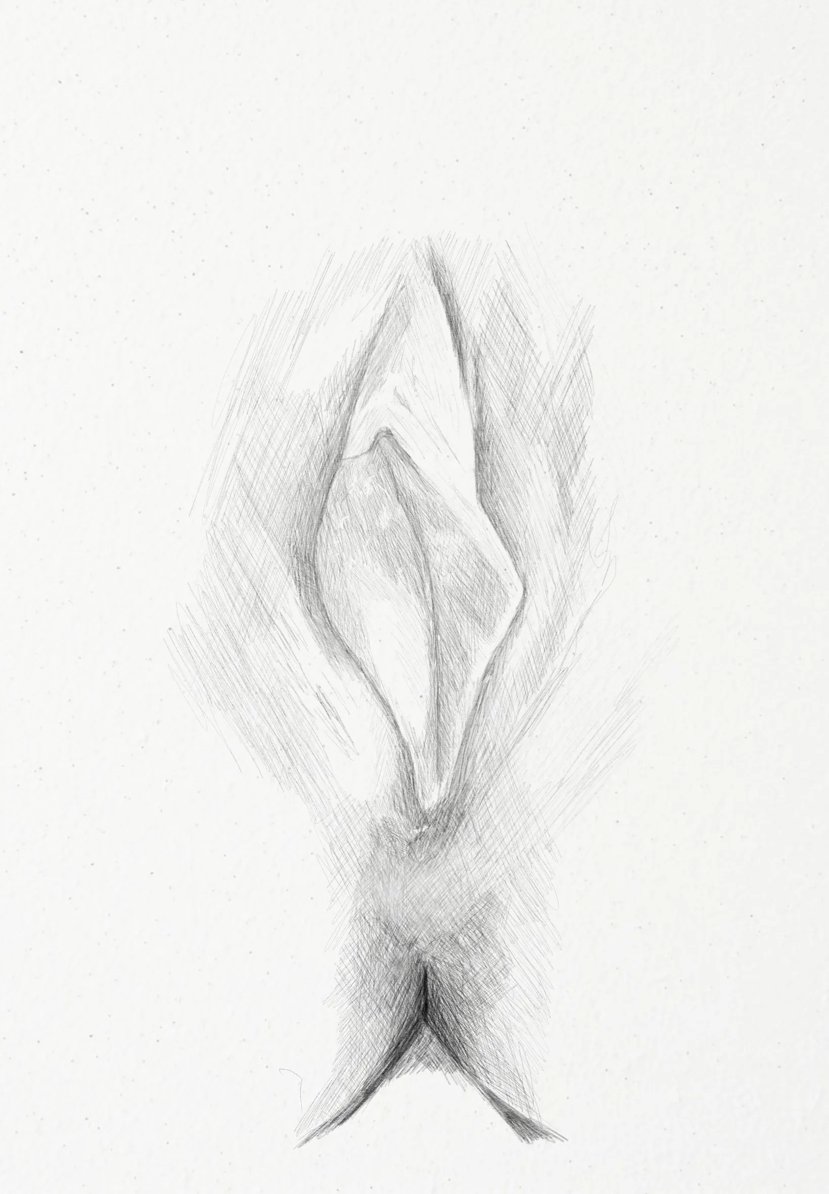 Vulva study - pencil drawing by me