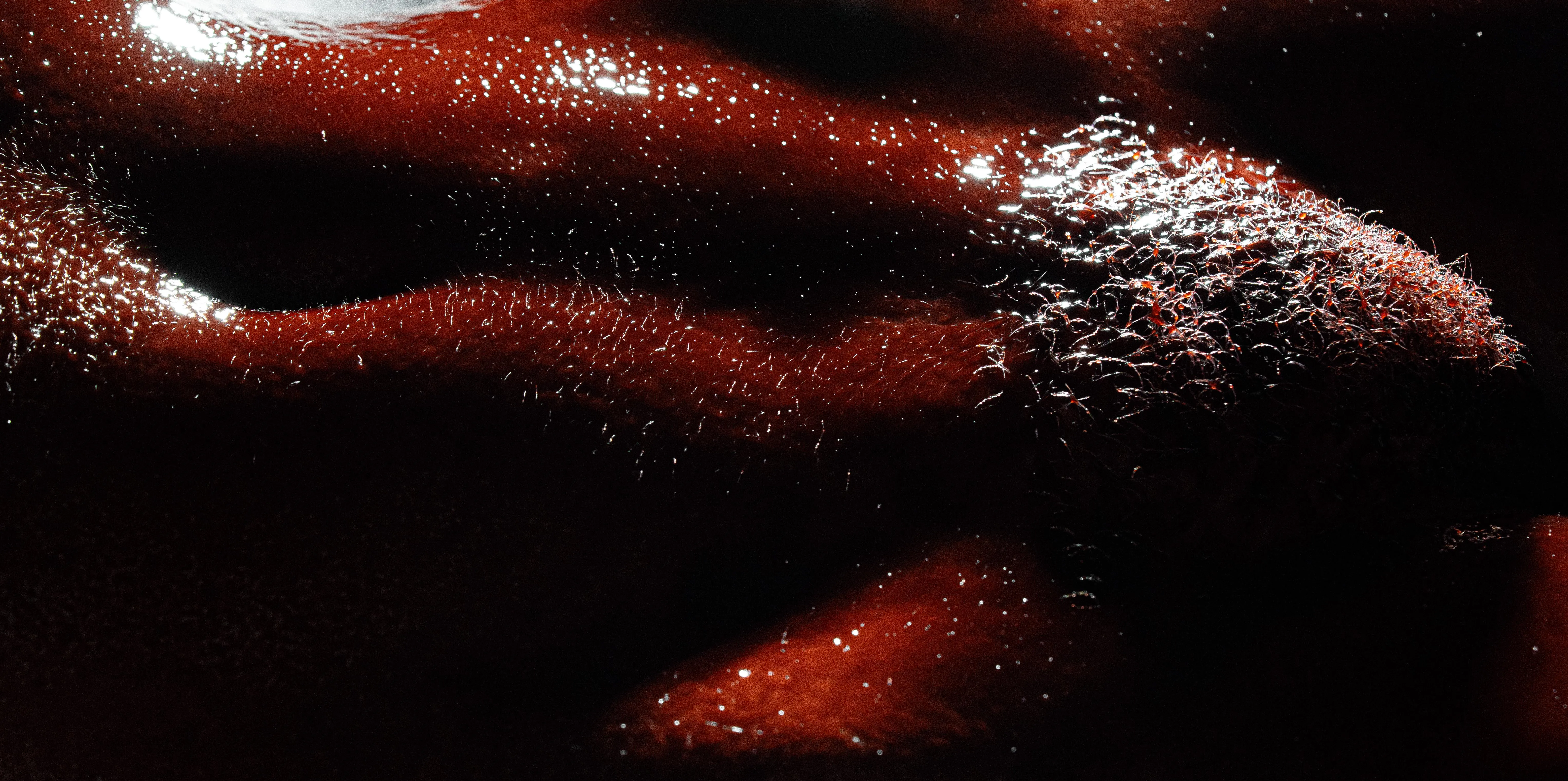 Anna | B L O O D | 2025 | by me