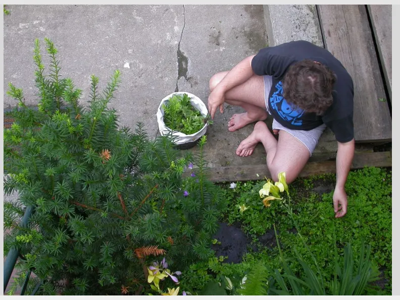 Weeding my garden in Montreal