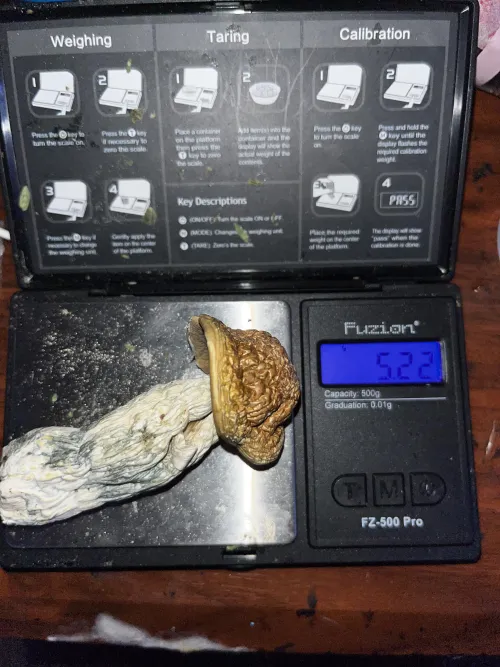 5.22g (Makilla gorilla)