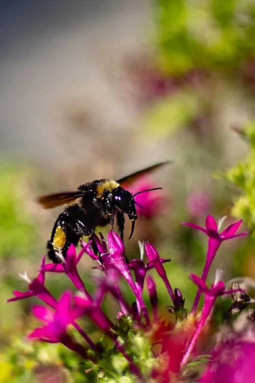 I took this picture of a bee. Please enjoy