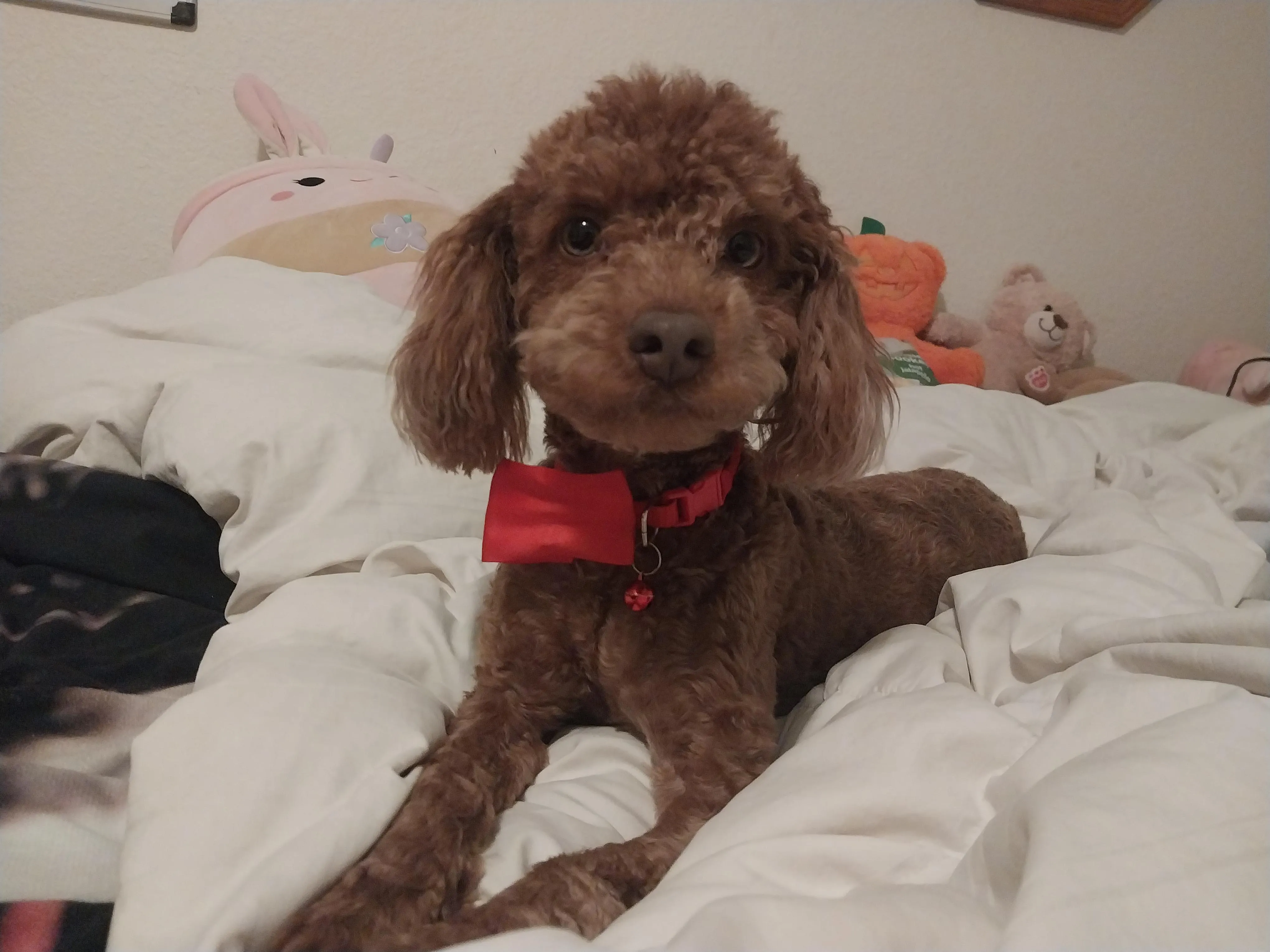 Alone for Christmas, but at least I got gifted the cutest puppy ever!