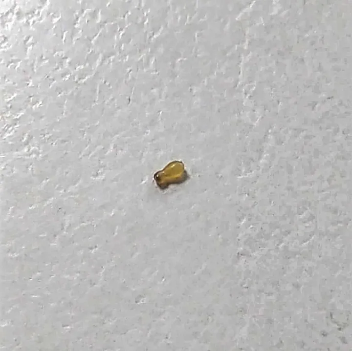 Pulled out the perfect Blackhead.