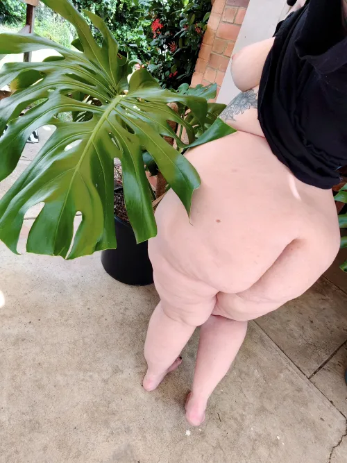 This new monstera leaf is bigger than my booty