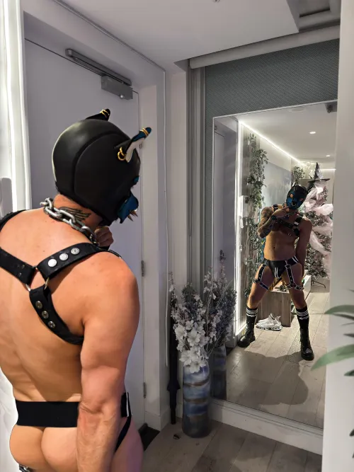 Doggie in the window 🐶