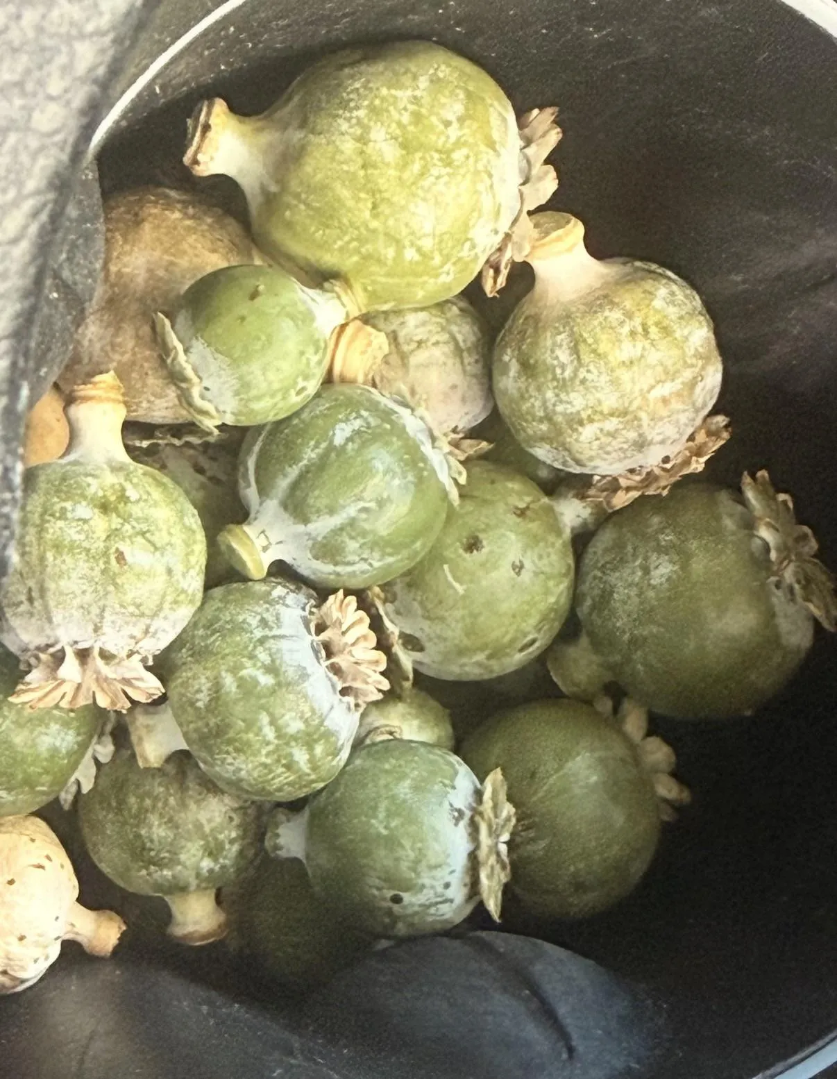 Thanks again guerrilla grower!