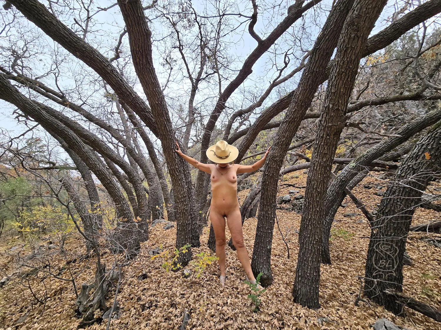 Scrub Oaks in the Prescott National Forest