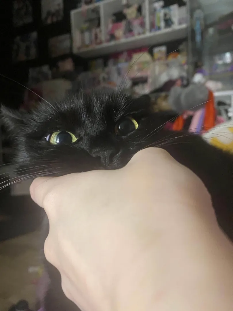 Vanilla [Nekopara] by (lily)