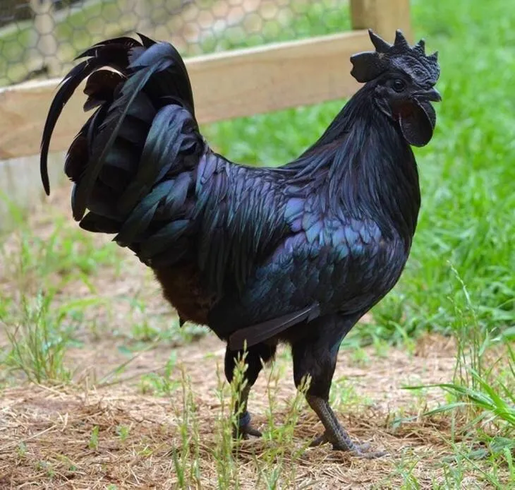 A big black cock