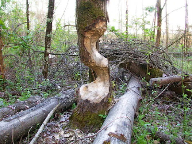 A couple of beavers went to town on this hard wood