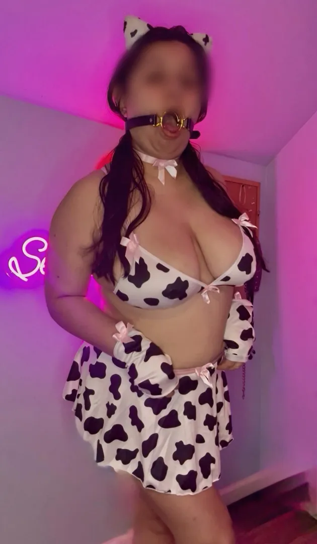 Looking for a bull to breed this cow 