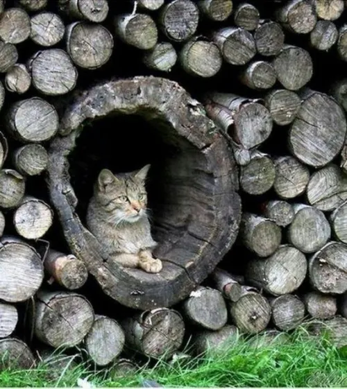 Such a beautiful looking pussy. And that gaping hole!